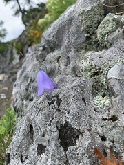 Campanula rotundifolia