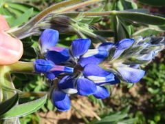 Lupinus cosentinii