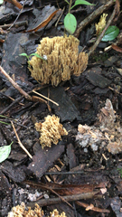 Ramaria stricta