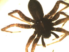 Pardosa agrestis