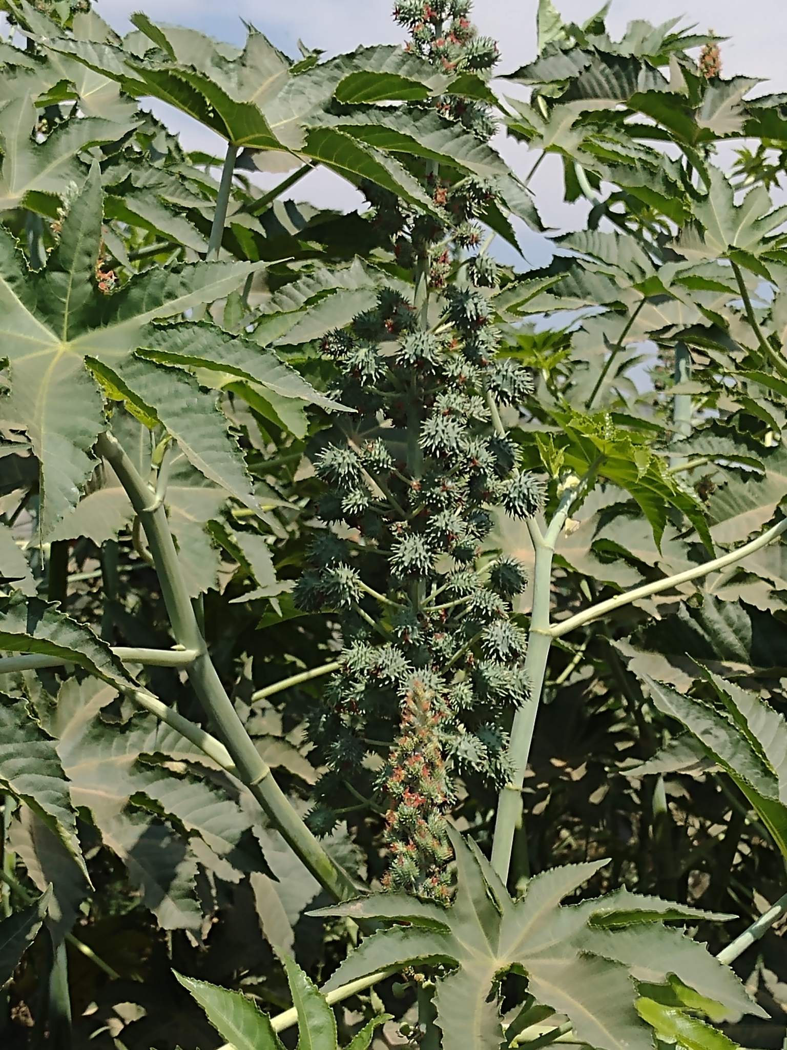 Ricinus communis