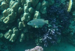 Oxycheilinus digramma