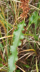 Rumex