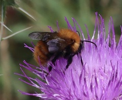 Bombus pascuorum