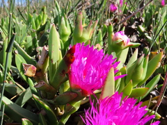 Carpobrotus quadrifidus