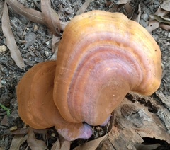 Ganoderma curtisii