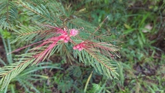 Calliandra