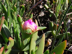 Carpobrotus quadrifidus