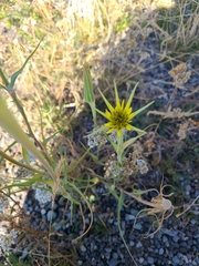 Tragopogon dubius