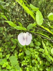 Centrosema arenicola