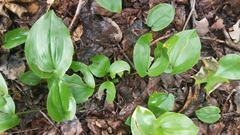 Maianthemum canadense