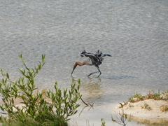 Egretta rufescens