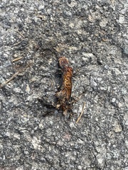 Ichthyosaura alpestris