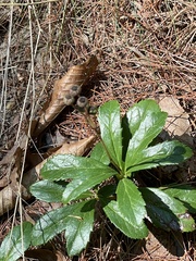 Chimaphila umbellata