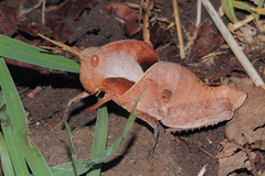 Lobosceliana