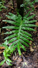 Polypodiaceae
