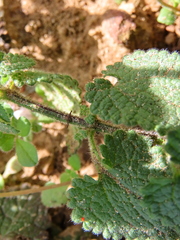 Stachys bolusii