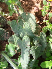 Stachys bolusii