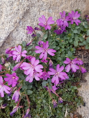 Epilobium obcordatum