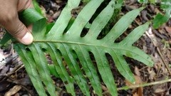 Polypodiaceae