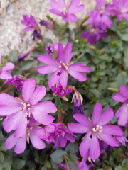 Epilobium obcordatum