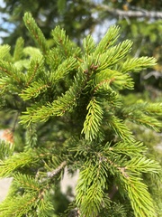 Picea rubens