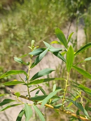 Salix vinogradovii