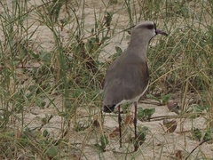Vanellus chilensis