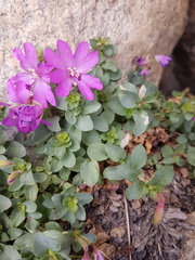 Epilobium obcordatum