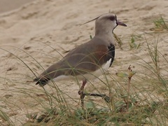 Vanellus chilensis