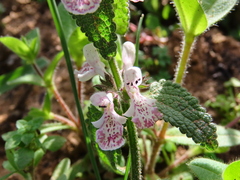 Stachys bolusii