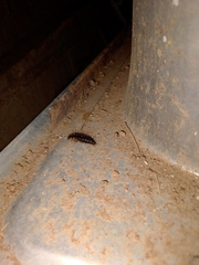 Euborellia annulipes