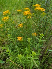 Tagetes lucida