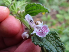 Stachys bolusii