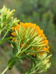 Tagetes lucida