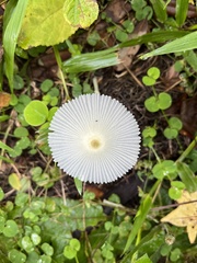 Leucocoprinus fragilissimus