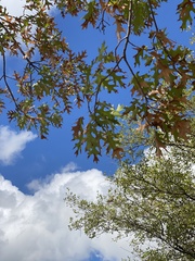 Quercus shumardii