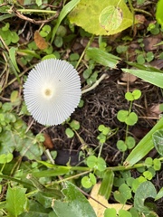 Leucocoprinus fragilissimus