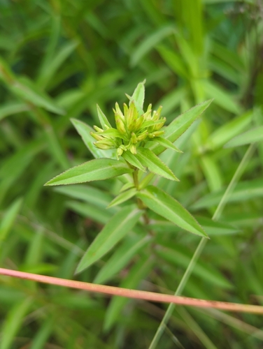 Tagetes lucida