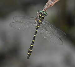 Cordulegaster bidentata