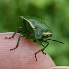 Chlorochroa juniperina