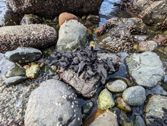 Chondracanthus exasperatus