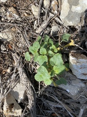 Proboscidea louisianica