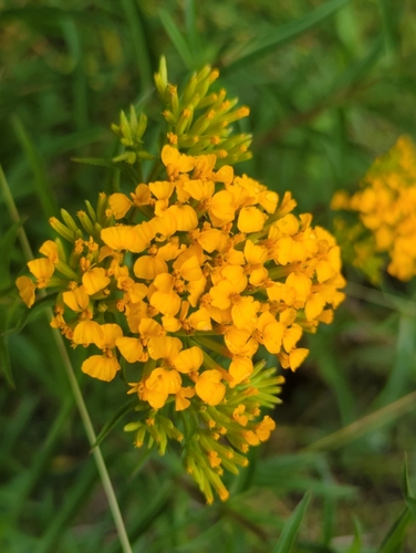Tagetes lucida