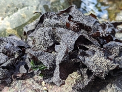 Chondracanthus exasperatus