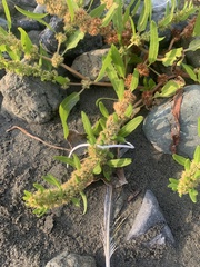 Rumex fueginus