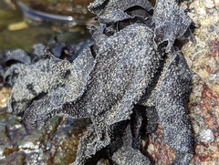 Chondracanthus exasperatus