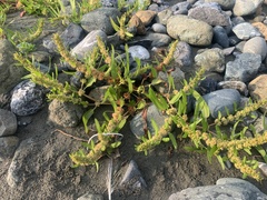Rumex fueginus