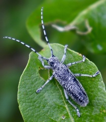 Saperda similis