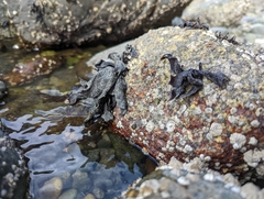 Chondracanthus exasperatus